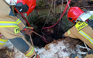 Strażacy uratowali klacz, która wpadła do studni